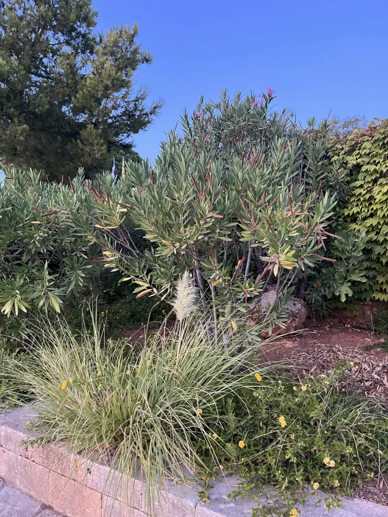 garden agia marina